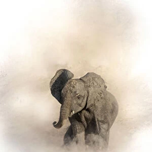Young elephant shrouded in dust, Chobe River, Chobe National Park, Botswana