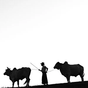 Young farmer with two oxen, Bagan, Mandalay region, Myanmar