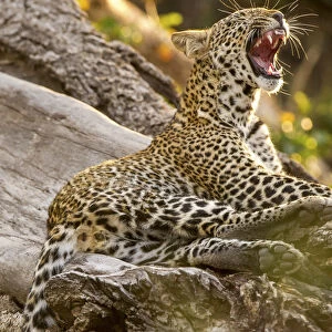 Young leopard on a tree trunk, yawning showing teeth, Serengeti Grumeti Reserve, Tanzania