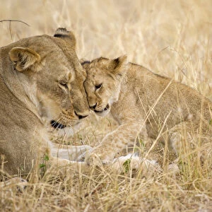 A young lion cub being affectionate with its mother lion, Serengeti Grumeti Reserve