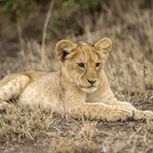 A young lion cub lying down, Serengeti Grumeti Reserve, Tanzania, Africa