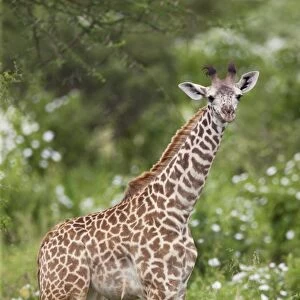 A young Msai giraffe in Kenyas Tsavo West National Park