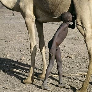 A young Turkana herdsboy sneaks a drink of milk straight