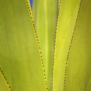 Yucca Plant Detail, Antigua, Caribbean, West Indies