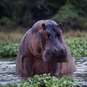 Zambia, Zambezi River