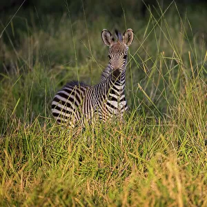 Zebra in long grass, South Luangwa National Park, Zambia