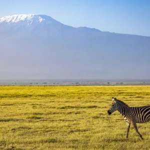 Zebras mit dem Berg Kilimandscharo im Amboseli-Nationalpark in Kenia Zebras mit dem Berg Kilimandscharo im Amboseli-Nationalpark in Kenia