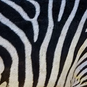 Detail of zebra skin, Livingstone, Zambia