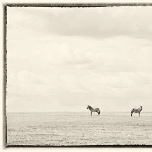 Two zebras on horizon, Serengeti, Tanzania