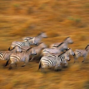 Zebras, Msai Mara Game Reserve, Kenya