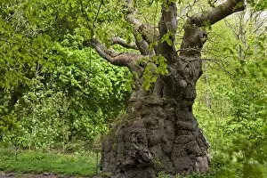 Images Dated 5th May 2009: Over 1000 years old, the Big Belly Oak is the oldest tree in Savernake Forest, Marlborough