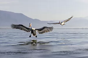 Images Dated 25th March 2022: 2 Dalmatian pelicans landing, Lake Kerkini National Park, Serres, Greece