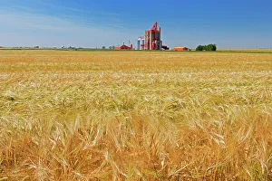Stirling Prints: 2_Row Barley and high throughput elevator Stirling, Alberta, Canada