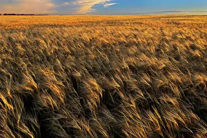 Barley Prints: 2-Row barleya at sunset Hodgeville Saskatchewan, Canada