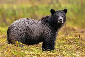 Rain Prints: A 3 year old grizzly cub stands in the autumn rain in the Great Bear Rainforest, Canada