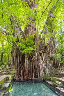 Roots Prints: A 400-plus year old balete tree with a freshwater spring flowing from its base, Lazi