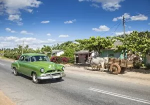 50s American car passing Ox and cart, Pinar del Rio Province, Cuba