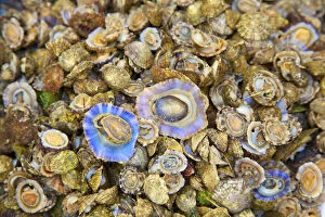 Images Dated 27th August 2014: Abalone, Ortygia, Syracuse, Sicily, Italy
