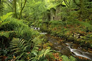September Prints: The abandoned ruins of the Gunpowder factory at Kennall Vale Nature Reserve near Ponsanooth in Cornwall