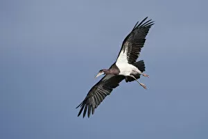 Images Dated 14th January 2021: Abdims Stork (Ciconia abdimii) in flight Serengeti National Park, Tanzania