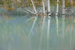 Clearwater County Prints: Abraham Lake, Clearwater County, Alberta, Canada