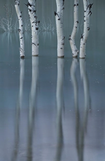 Alberta Prints: Abraham Lake, Clearwater County, Alberta, Canada