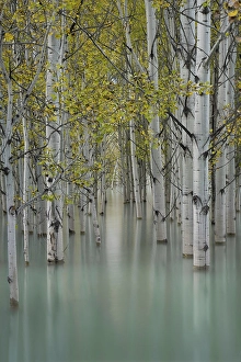 Clearwater County Prints: Abraham Lake, Clearwater County, Alberta, Canada