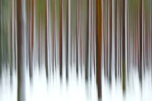 Abstract details of tree trunks in the snowy woods Alaniemi Rovaniemi Lapland region
