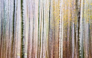 Abstract impression of trees