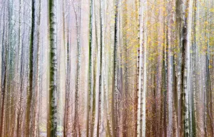 Leisure Gallery: Abstract impression of trees