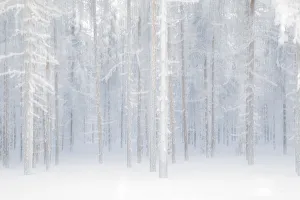 Abstract Prints: Abstract overview of trees in the boreal forest, Muonio, Lapland, Finland, Europe
