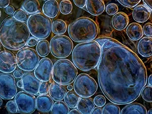Thornton Prints: Abstract patterns in ice on frozen pond surface, Thornton, Ontario, Canada
