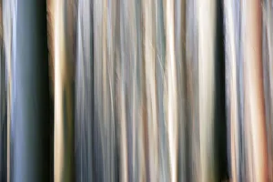Abstract photo of a forest, Bayerischer Wald Park, Germany