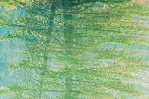 Books Prints: Abstract of shadows of trees reflected in Cascade Pond with tree pollen covering the surface