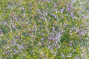 Vatnajokull Prints: Abstract view of beeches in summer, Vatnajokull National Park, Iceland