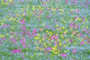 Rolling Hills Prints: Abstract view of a field full of flowers