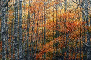 Abstract view of trees during autumn foliage in Emilia Romagna, Italy