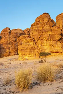 Arabia Prints: Acacia tree, Ashar Valley, Al-Ula, Medina Province, Saudi Arabia