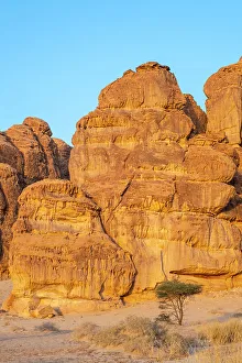 Acacia Tree Prints: Acacia tree, Ashar Valley, Al-Ula, Medina Province, Saudi Arabia