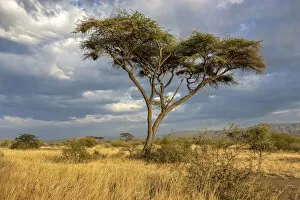 Images Dated 1st October 2021: Acacia tree, Awash National park, Ethiopia