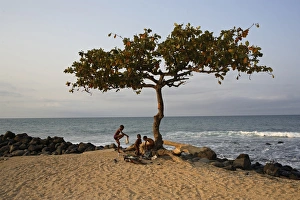 Acacia Tree Gallery: An Acacia tree on the edge of the city of Sao Tome