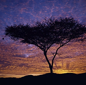 Acacia Tree Gallery: An Acacia tree silhouetted against a brilliant sunrise