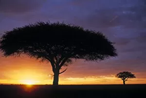 Acacia Tree Gallery: Acacia tree at sunrise