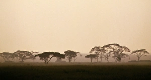 Sun Rise Gallery: acacia trees in Tanzanias vast Serengeti National Park