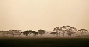 Sun Rise Prints: acacia trees in Tanzanias vast Serengeti National Park