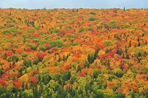 Maritime Prints: Acadian forest in autumn foliage Cape Breton Highlands National Park Nova Scotia, Canada