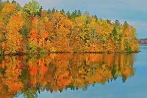 Images Dated 28th March 2023: Acadian forest in autumn foliage reflected in the Saint John River Mactaquac, New Brunswick, Canada