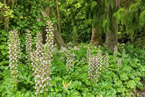 Botany Prints: Acanthus mollis L. Christchurch Botanical Gardens, Christchurch, South Island, New Zealand