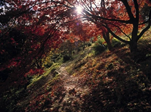 Acer Gallery: Acer Tree in Autumn