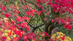 Leaves Gallery: Acer tree in autumn, England